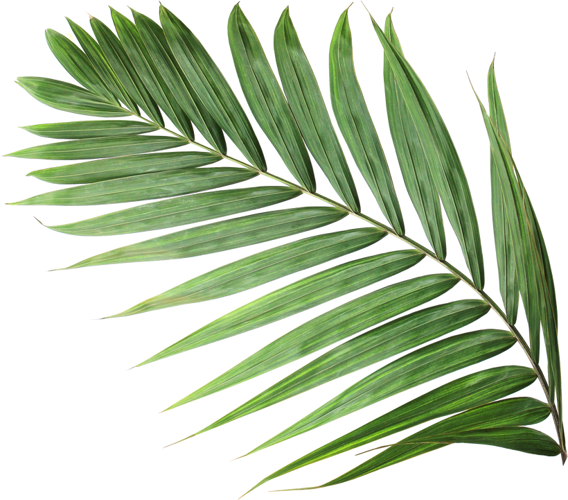 Tropical Nature Green Palm Leaf